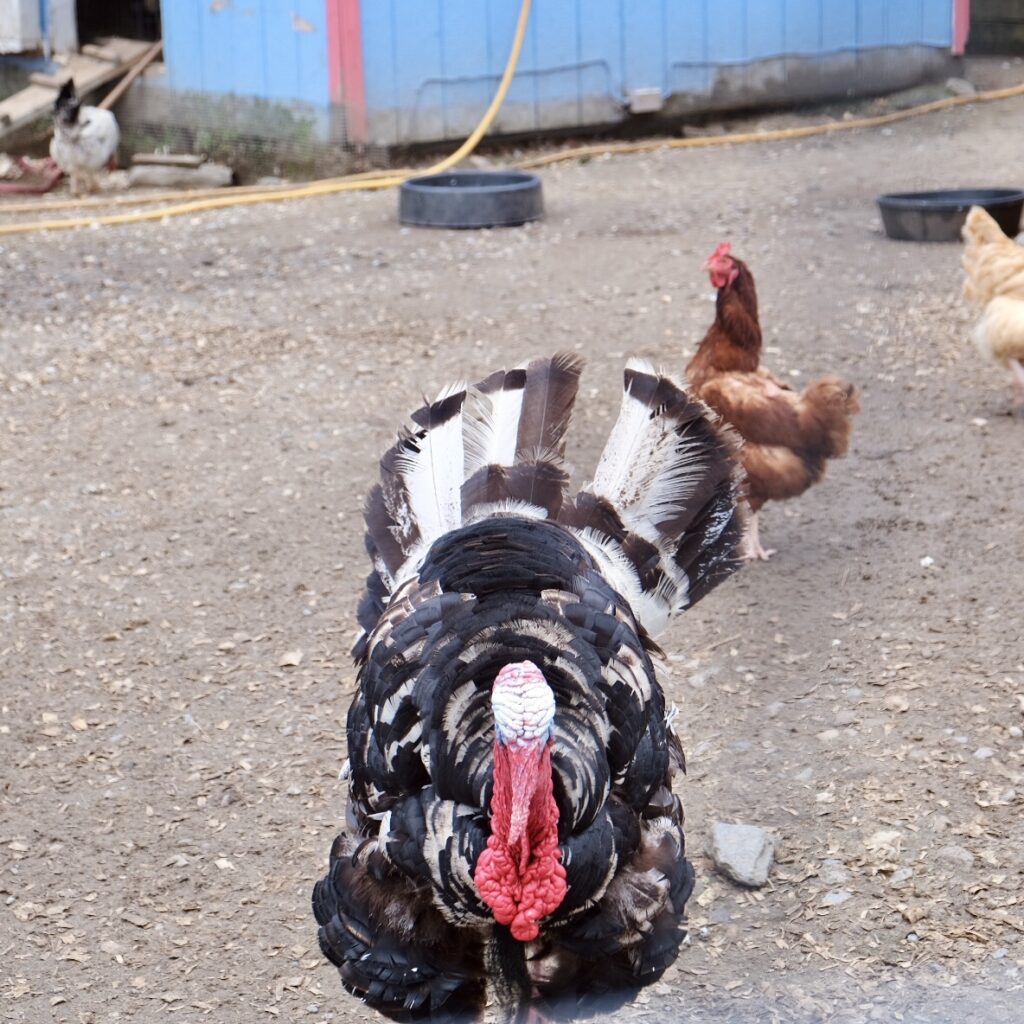 A photo of Kevin, a turkey from VINE Sanctuary. Kevin is facing the camera directly, and behind him are some friendly hens.