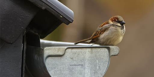 Gutter Guys Banner Bird sitting on a house gutter