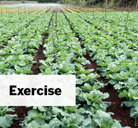 Bloomfield Farms Inc.: A Year-End Exercise